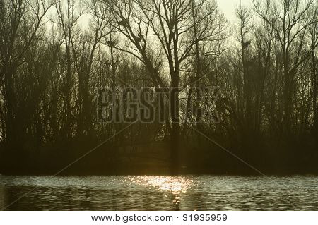 Heronry ในต้นไม้ในธรรมชาติกับแสงไฟในช่วงเช้า