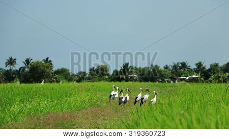 Hunting Asian Openbill (anastomus Oscitans) Living In Rice Field  It Can Found This Immigrated Bird 