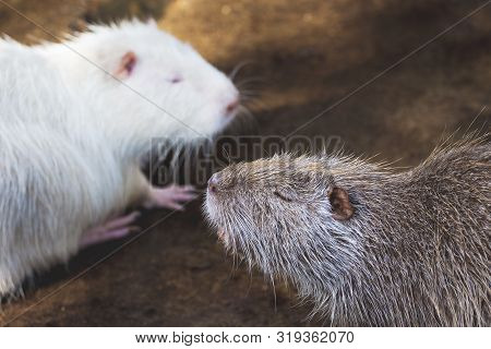 Gray And White Nutria Opposite Each Other. Breeding Nutrias On The Farm