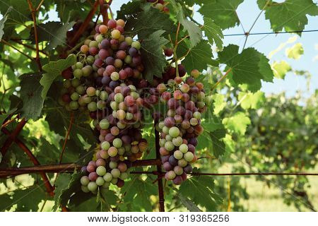 Bunch Of Grapes Growing In Vineyards, Green Leaves Background. Copy Space. Grape Harvest.