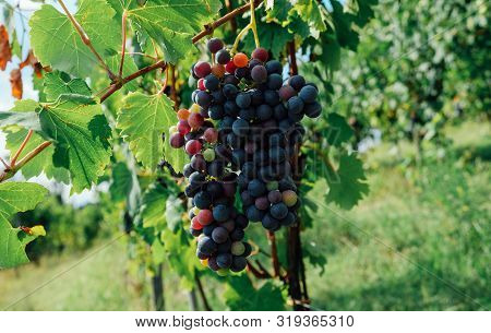 Bunch Of Grapes Growing In Vineyards, Green Leaves Background. Copy Space. Grape Harvest.