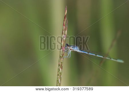 Close up shot of dragonfly on the leaf