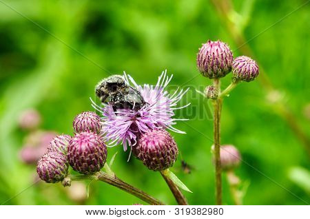 Beetles On A Purple Burdock Flower In The Garden.