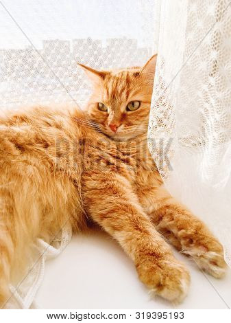 Cute Ginger Cat Lying On Window Sill With Tulle Curtain. Fluffy Pet Is Staring With Curiosity. Sunny