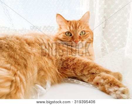 Cute Ginger Cat Lying On Window Sill With Tulle Curtain. Fluffy Pet Is Staring With Curiosity. Sunny
