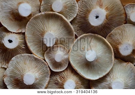 Autumn Photo Of Lactarius Vellereus Pattern Fill