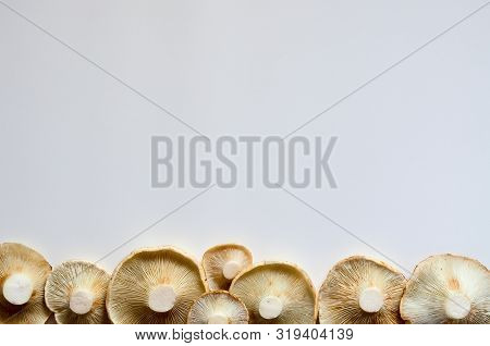 Autumn Photo Of Lactarius Vellereus On The White Back