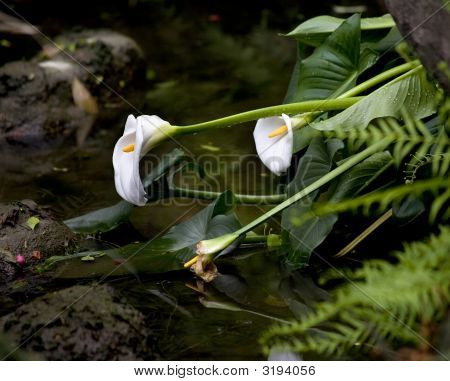 Blanco Calla lirios jardín agua Sichuan China