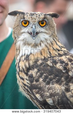 Close-up Portrait Of A Big-eared Owl At The Fair. Close Up.