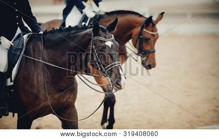 Equestrian Sport. Portrait Sports Brown Stallion In The Double Bridle. Dressage Of Horses In The Are