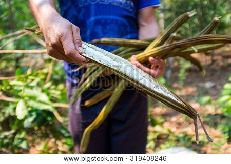 A Few Ice Cream Bean (pacay Fruit) On Wood Terrace.
