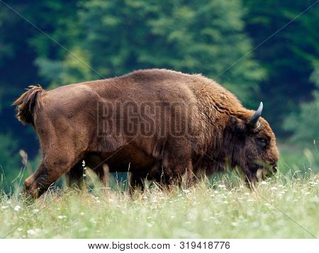small herd of European bison (Bison bonasus), also known as Wisent or the European wood bison grazing