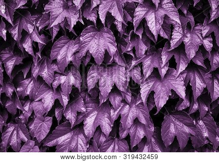 Bright Purple Colored Ivy Natural Background. Ivy Leaves On The Wall. Natural Background. Mock Up. C