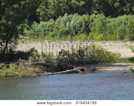 Riverbank With Green Trees. Ulba River In Summer With Green Trees On The Banks. Dense Forest. Green 