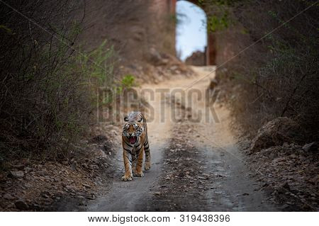 Wild Male Bengal Tiger Ranthambore Coming Head On To Our Safari Vehicle From Historical Gate In Back
