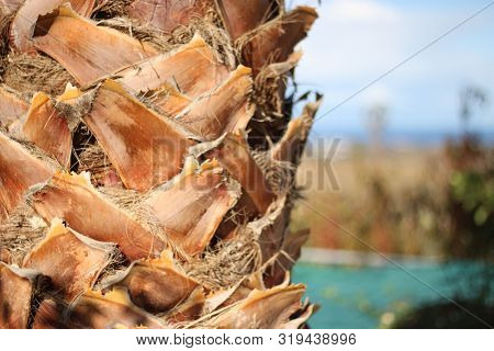 Palm Tree Close-up, Trunk Texture And Volume Visible
