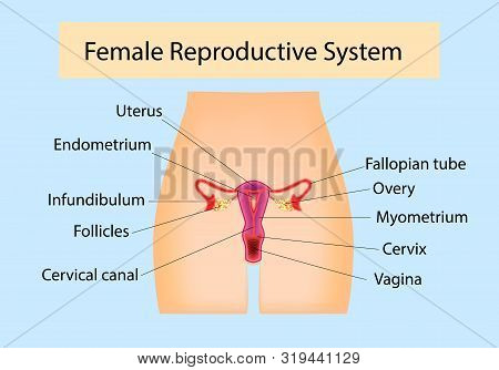 Female Reproductive System Useful For Education In Schools And Clinics