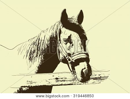 Horse Portrait, Bridle On Head, Snaffle Headband Isolated Brown Color On Beige Background. Sketch, O