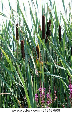 Pretty Tall Grass, Cat-o-nine-tails And Bright Purple Flowers Set Together In Summertime Garden.