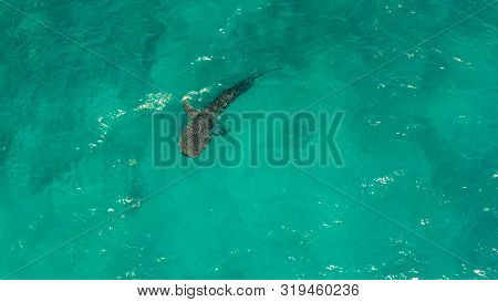 Aerial View Of Whale Shark Swims In The Open Sea. Whale Shark In The Wild Wildlife. Philippines, Osl