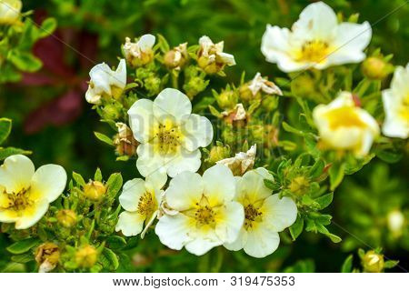 Soft Macro Focus Of Blooming Bush With Green Leaves And Small White Flowers With Yellow Center. Pret