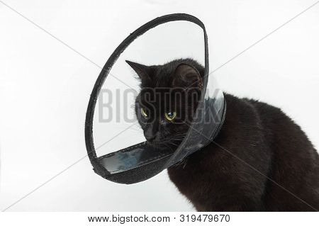 Black Cat In The Plastic Collar Which Is Put On On A Neck During The Postoperative Period. The Pet S