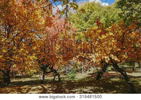 Nature Landscape View Of Colorful Foliage Trees In A Garden In Hunza Valley. Beautiful Autumn Season