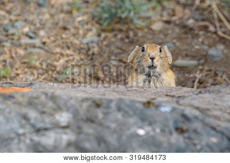 Cute Little Fluffy Pika (ochotona) Sits On Stones Near A Burrow Closeup. Altai, Russia