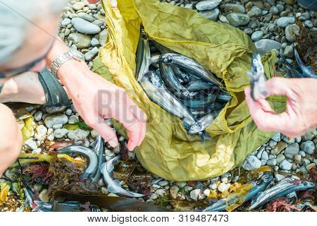 Caplin (mallotus Villosus), Picking Several Small Fishes In Yellow Bag