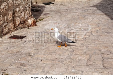 Single Seagull In The Street As A Background. White Bird Seagull Posing On A Street. Seagull In Rovi
