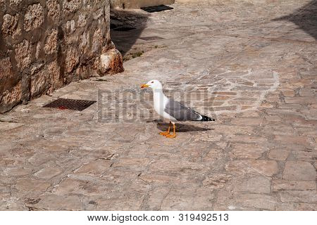 Single Seagull In The Street As A Background. White Bird Seagull Posing On A Street. Seagull In Rovi