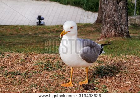 Seagull Resting On Dock. Seagull Standing On The Grass And Rest With A Beautiful Natural Environment