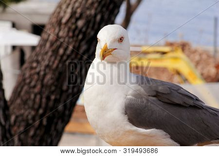 Seagull Close Shot And Resting On Dock. Seagull Standing On The Grass And Rest With A Beautiful Natu