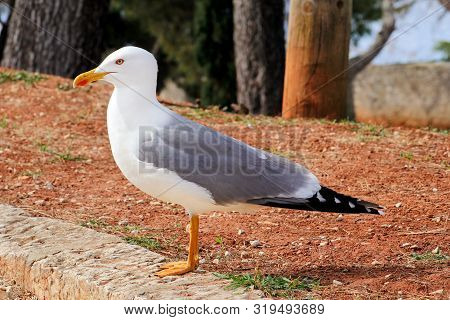Seagull Resting On Dock. Seagull Standing On The Grass And Rest With A Beautiful Natural Environment