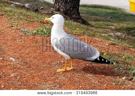 Seagull Close Shot And Resting On Dock. Seagull Standing On The Grass And Rest With A Beautiful Natu