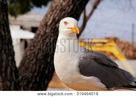 Seagull Close Shot And Resting On Dock. Seagull Standing On The Grass And Rest With A Beautiful Natu