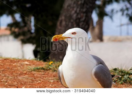 Seagull Close Shot And Resting On Dock. Seagull Standing On The Grass And Rest With A Beautiful Natu