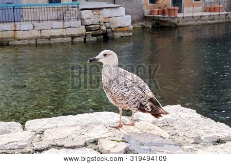 Young Seagull Resting On Dock. Young Seagull Perched And Standing On Sea Stone Wall. Juvenile Seagul