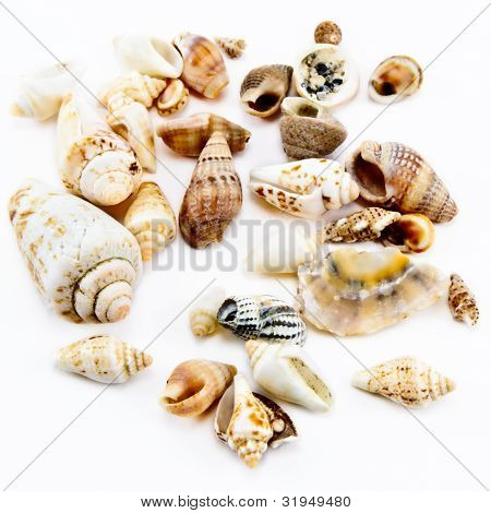 Shells