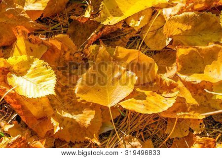 Autumn Orange Yellow Poplar Leaves. Golden Autumn. Close-up Photo.
