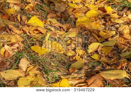 Autumn Orange Yellow Poplar Leaves. Golden Autumn.