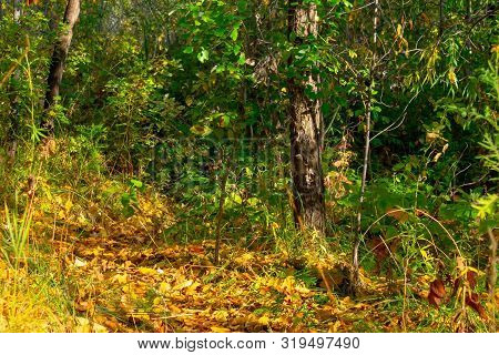 Dense Autumn Forest. Beautiful Natural Colors Of Yellow And Green. Mellow Autumn Or Indian Summer.