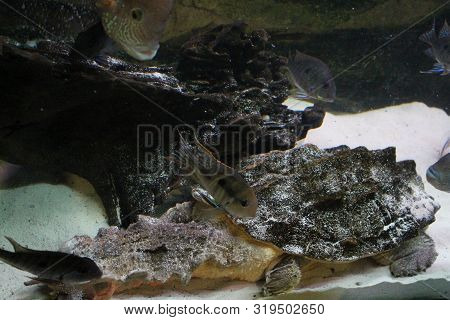 A Large Swamp Turtle Sits In The Terrarium