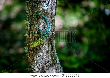 Male Of Jewel Lizard (liolaemus Tenuis) Warming Up In The Sun On The Tree. Condor Circuit Trek, Vilc