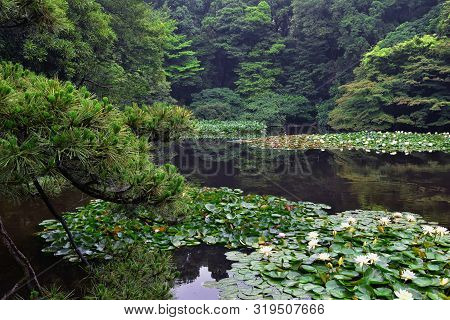 Traditional Japanese Gardens In Public Parks In Tokyo, Japan. Views Of Stone Lanterns, Lakes, Ponds,