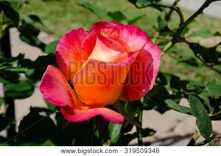 Pink Orange Rose Just Starting To Open.  Dew On Rose Petals.  Green Leaves In Background.  Rose Open