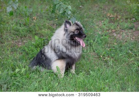 Deutscher Wolfspitz Is Sitting On A Green Meadow. Keeshond Or German Spitz. Pet Animals.