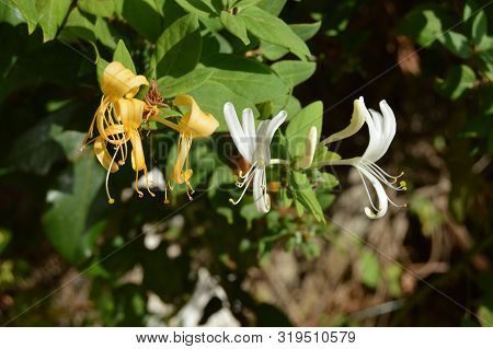 A Hanging Hybrid White And Yellow Flower