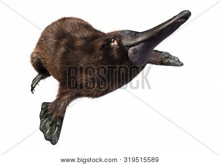3D Rendering Platypus On White
