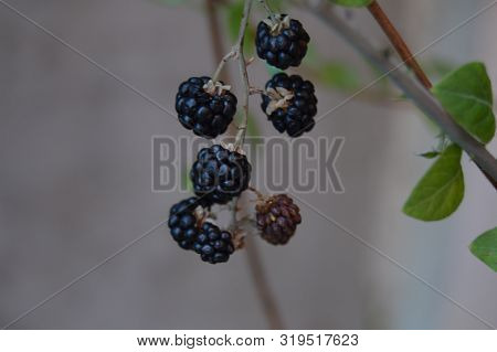 Wet Blackberries Hanging On A Tree, Algeria